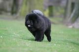 CHOW CHOW 698